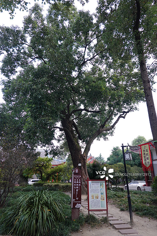 四川省成都市青羊宫成都青羊宫：电视剧西游记拍摄地：偷吃人参果图片素材