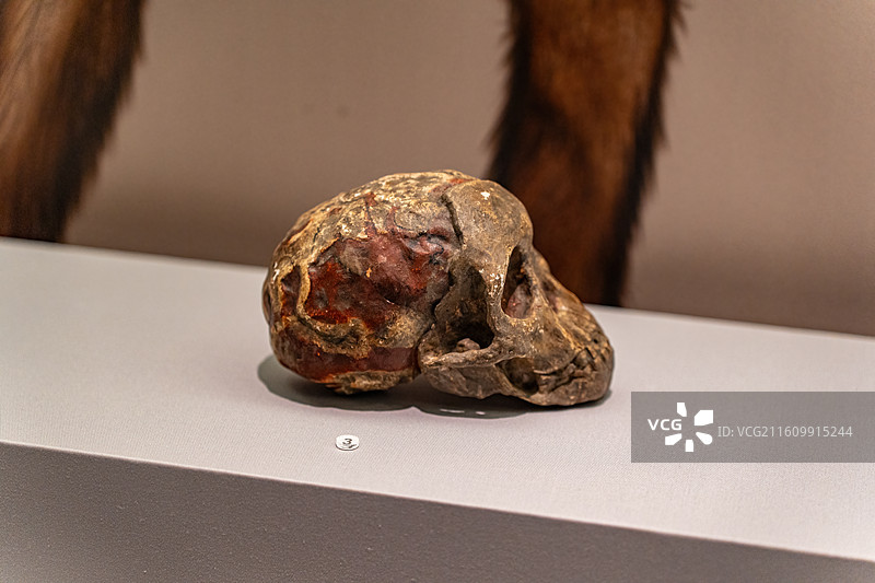 四川成都自然博物馆藏南方古猿头骨化石模型图片素材