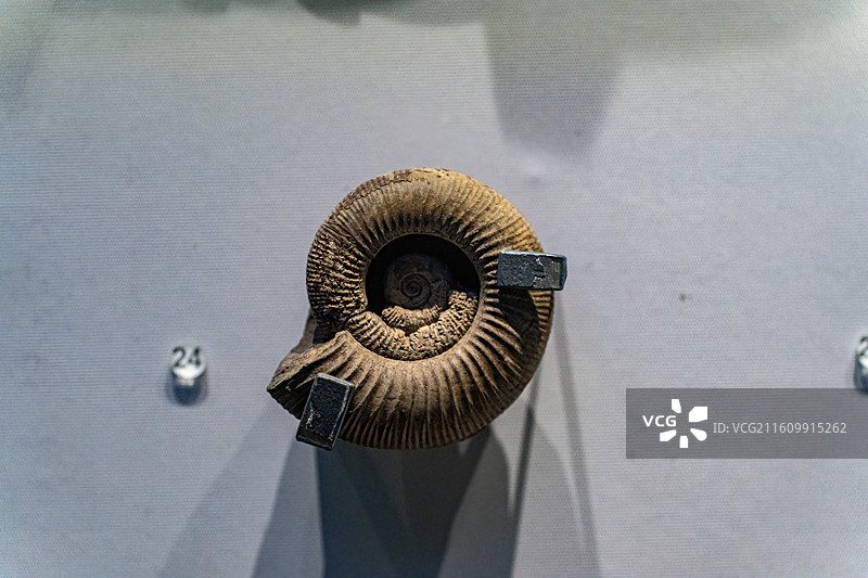 四川成都自然博物馆藏石斜肋拂菊石化石图片素材