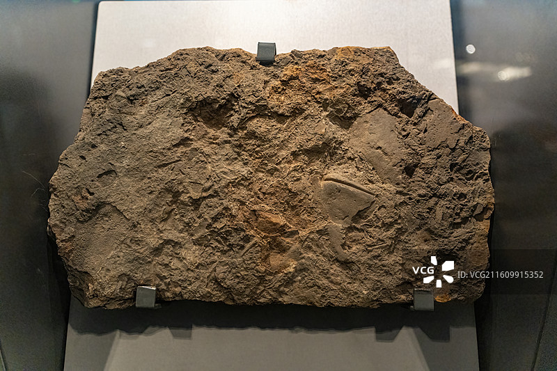 四川成都自然博物馆藏头甲鱼化石图片素材