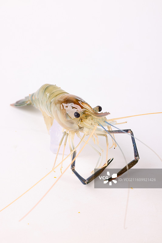 罗氏虾图片素材