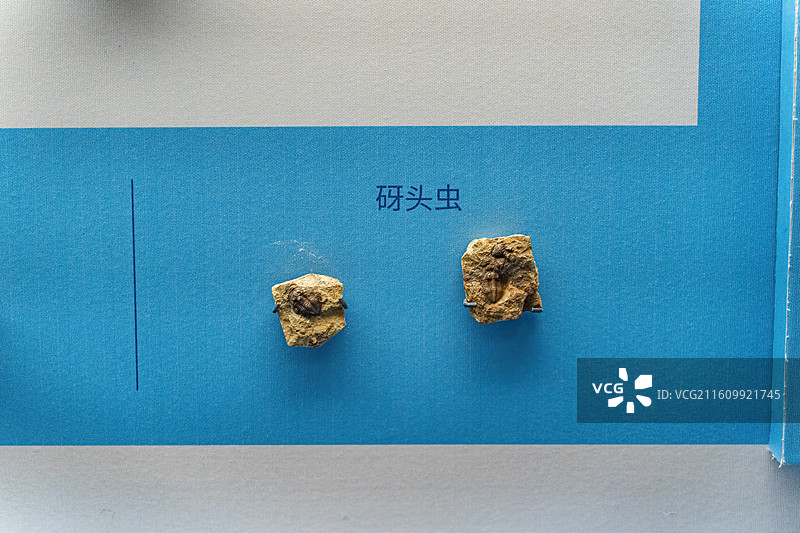 四川成都自然博物馆藏砑头虫标本化石图片素材