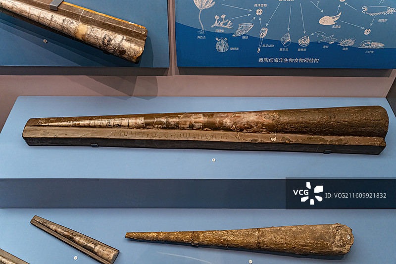 四川成都自然博物馆藏震旦角石化石图片素材