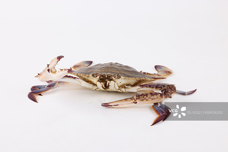 梭子蟹图片素材