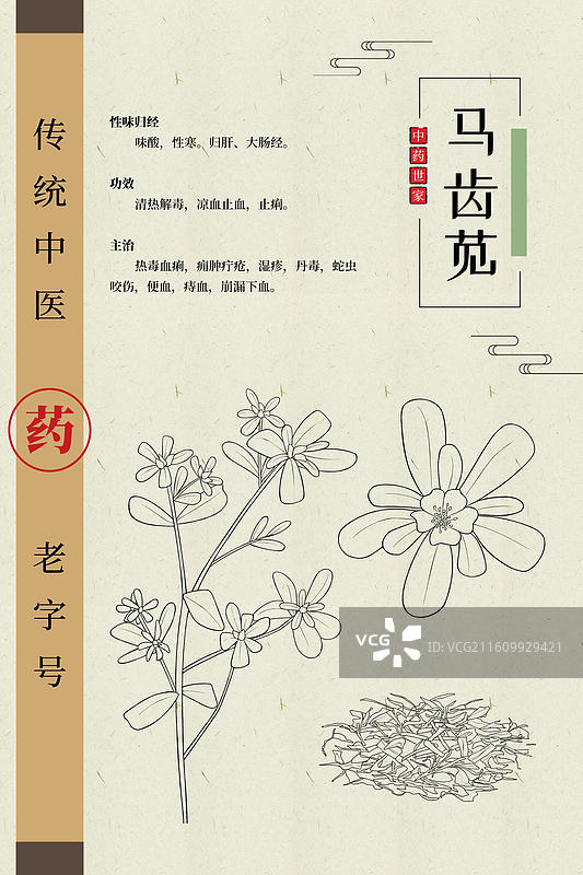 马齿苋黑白中草药模板图片素材