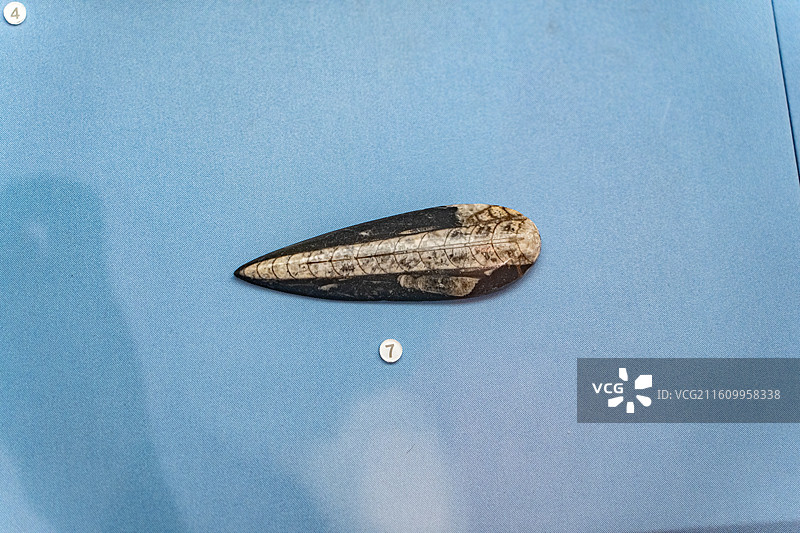 四川成都自然博物馆藏直角石化石图片素材