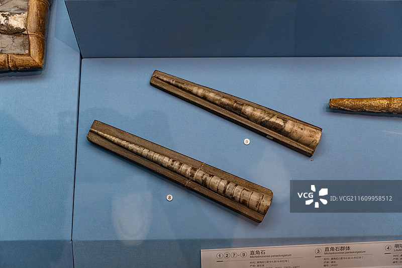 四川成都自然博物馆藏直角石化石图片素材