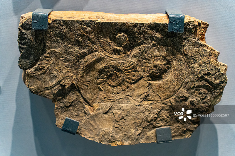 四川成都自然博物馆藏假提罗菊石化石图片素材