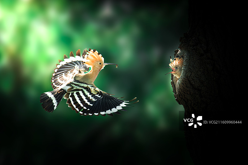 嗷嗷待哺图片素材