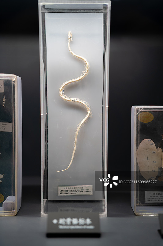 成都考古中心常设展展出的生物骨骼标本图片素材