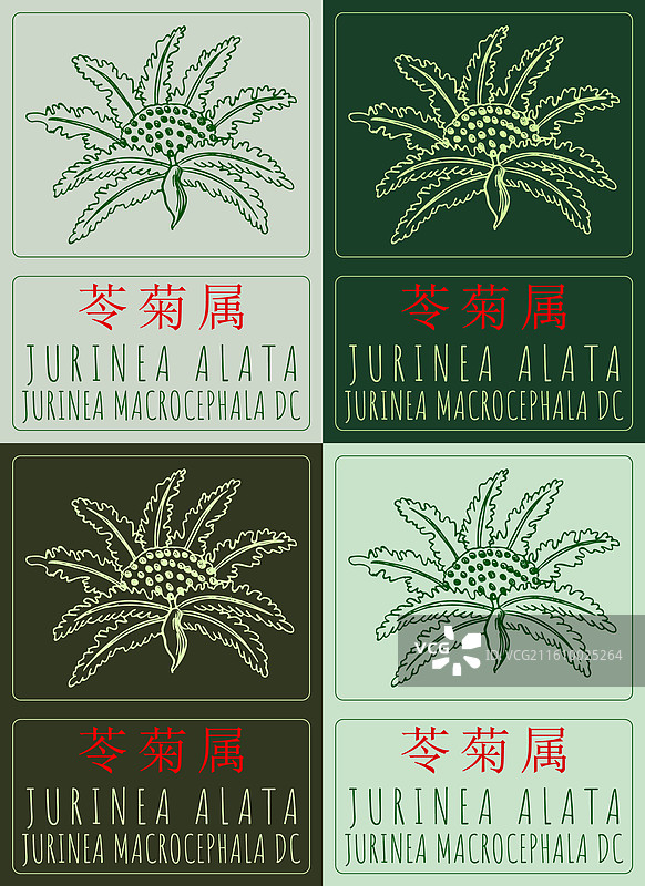 一套中国画风的‘金翅芍药’（Jurinea alata）图集图片素材