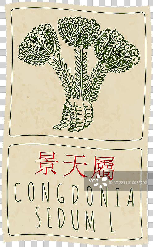 手绘的中国风康贡尼亚图片素材