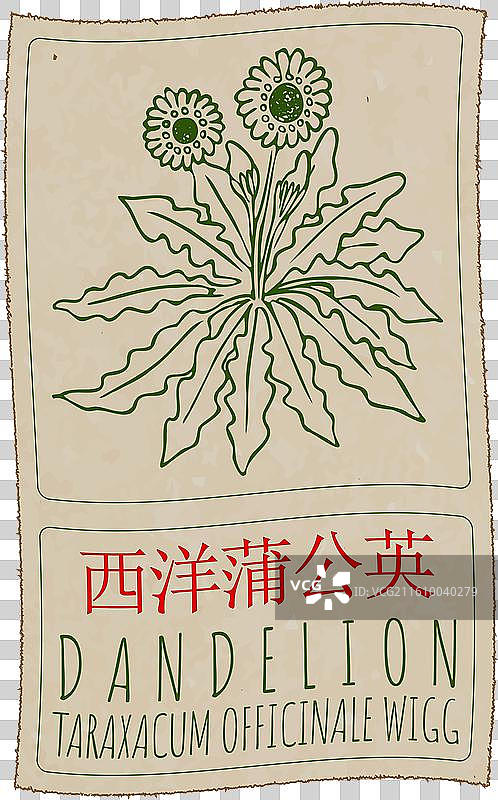 手绘蒲公英的中国画图片素材