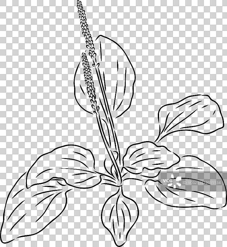 芭蕉药用植物野外花卉素描图片素材