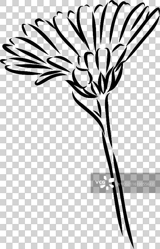 手绘花卉 - 金盏花或盆栽图片素材