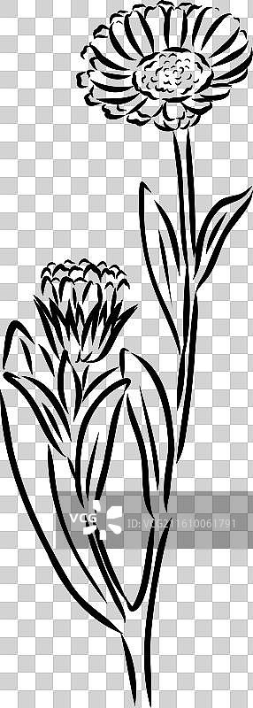 手绘花朵 - 金盏花或盆栽图片素材