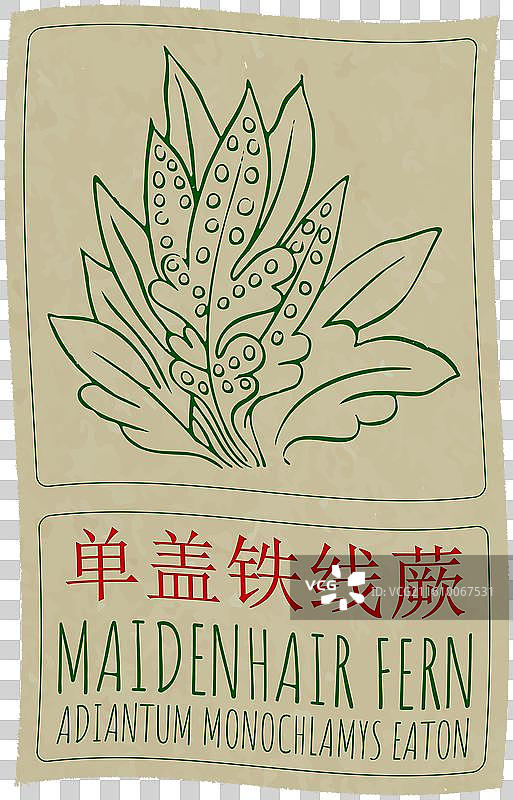 手绘中国风的铁线蕨图片素材