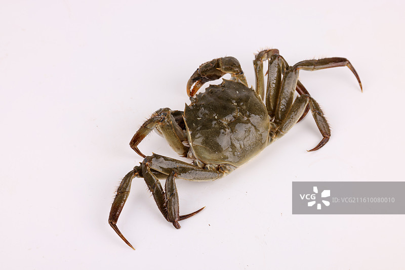 螃蟹大闸蟹图片素材