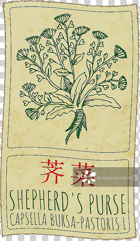 手绘的牧羊人钱包的中国画图片素材