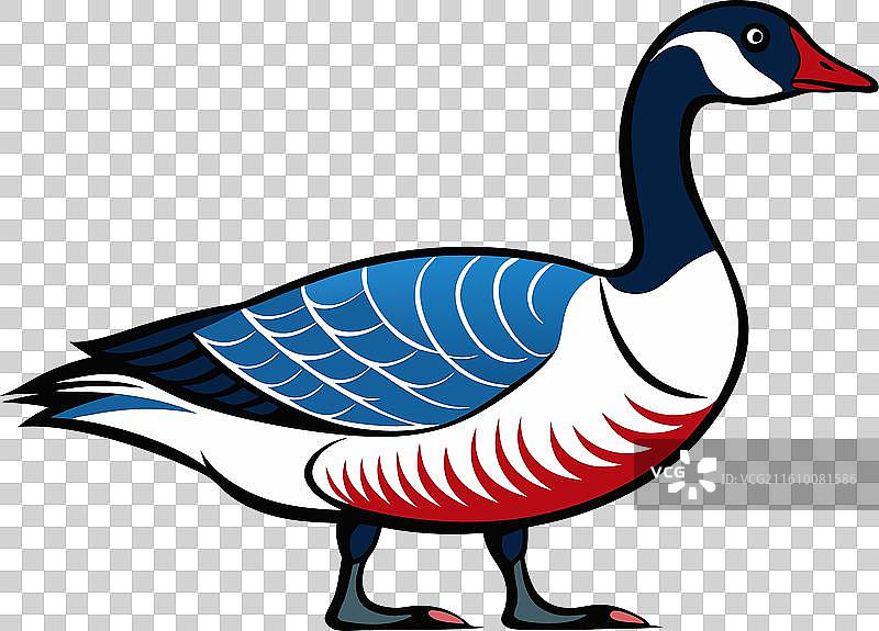 加拿大鹅 秃鹫图片素材