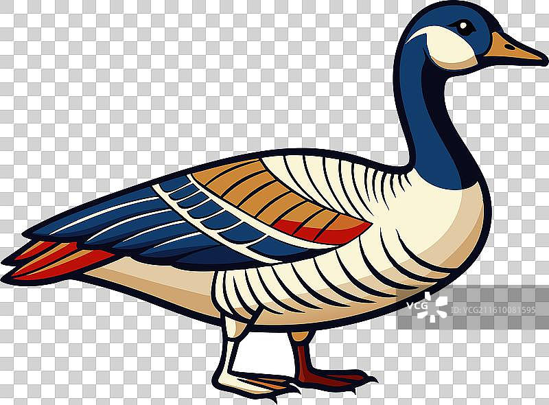 加拿大鹅 秃鹫图片素材