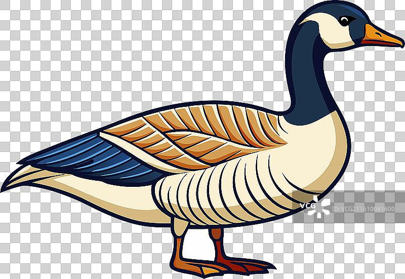 加拿大鹅 秃鹫图片素材