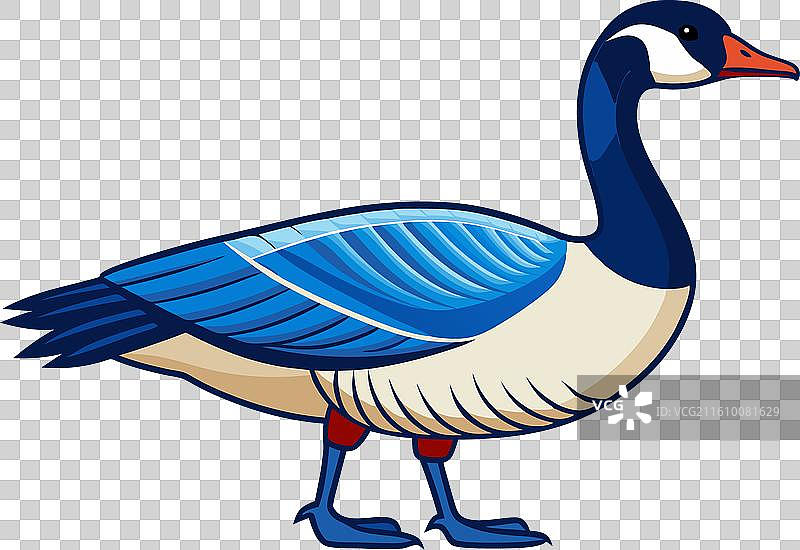 加拿大鹅 秃鹫图片素材