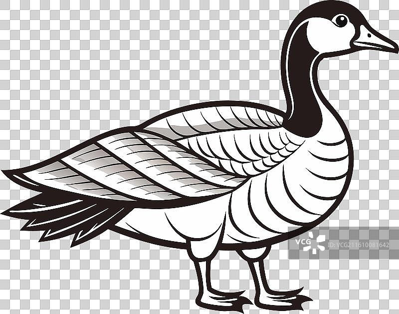 加拿大鹅 秃鹫图片素材