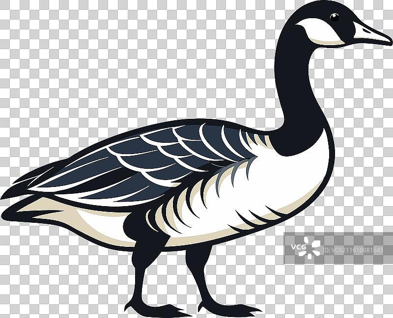 加拿大鹅 秃鹫图片素材