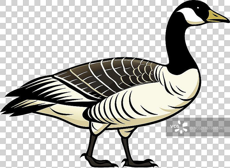 加拿大鹅 秃鹫图片素材