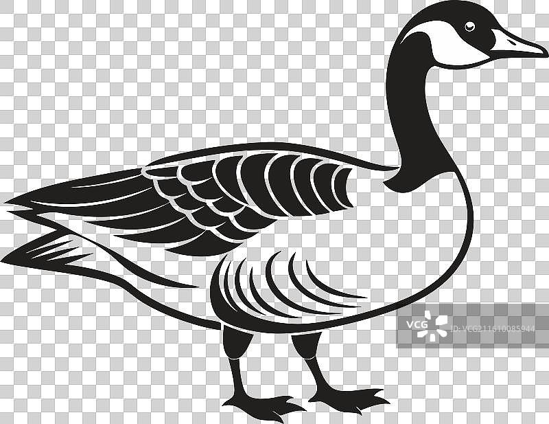 加拿大鹅 秃鹫图片素材