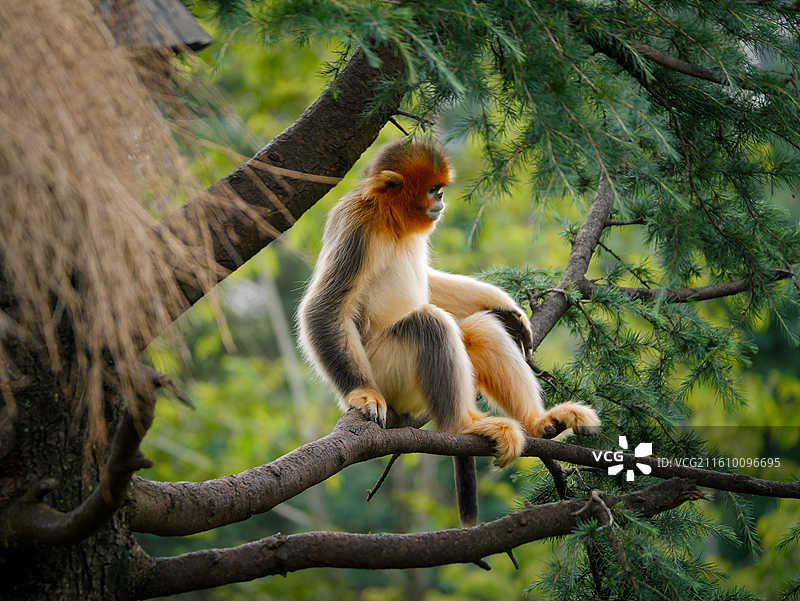 云南野生动物园金丝猴图片素材