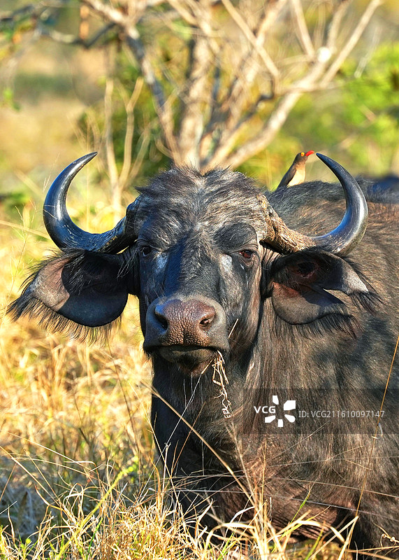 注视镜头的非洲水牛图片素材
