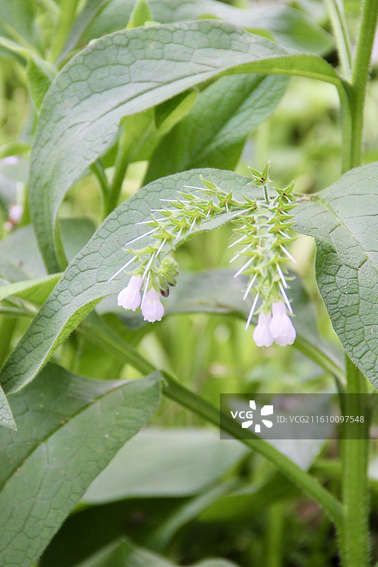 上海世纪公园植物聚合草特写图片素材
