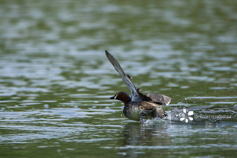小鸊鷉水面振翅，溅起水花图片素材