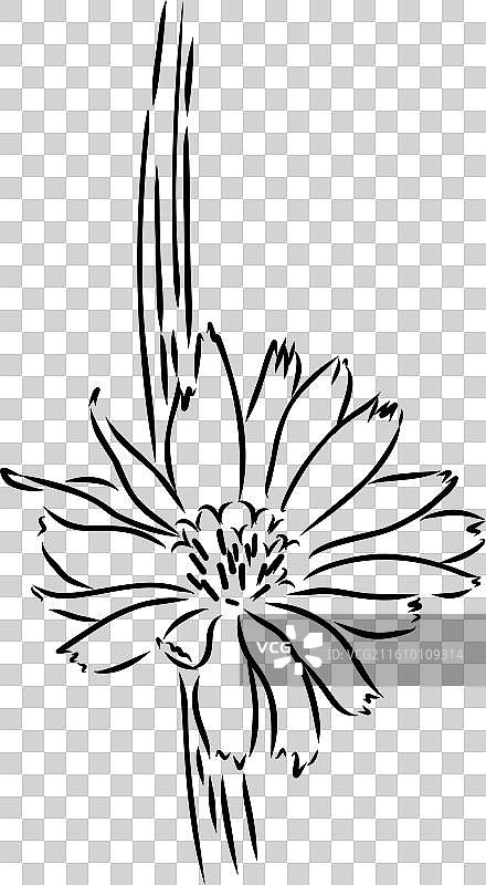 菊苣花手绘图图片素材