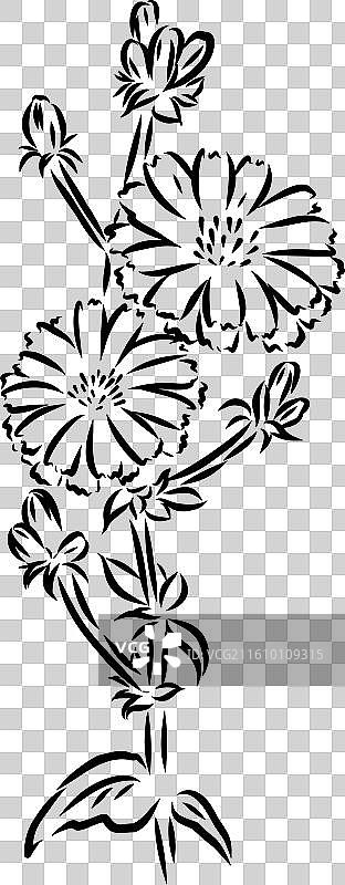 菊苣花的手绘图图片素材