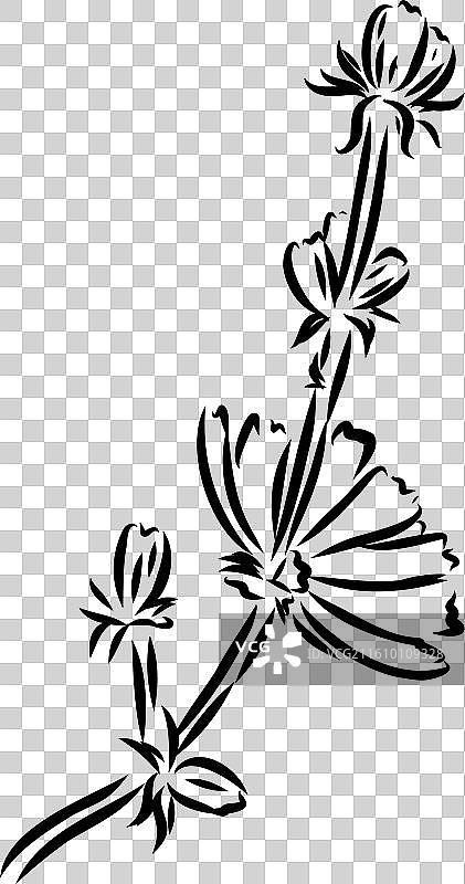 菊苣花手绘图图片素材