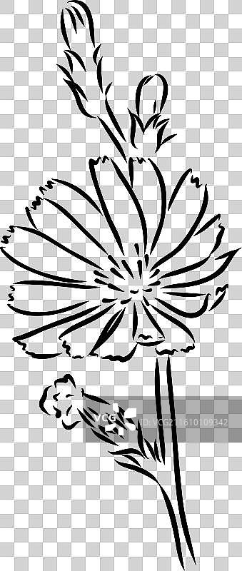 手绘菊苣花图片素材