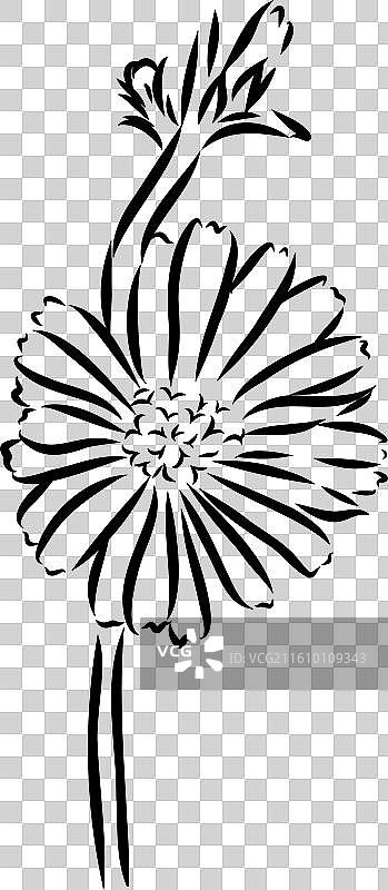 菊苣花手绘图图片素材