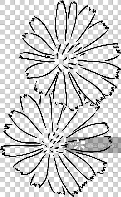 菊苣花手绘图图片素材