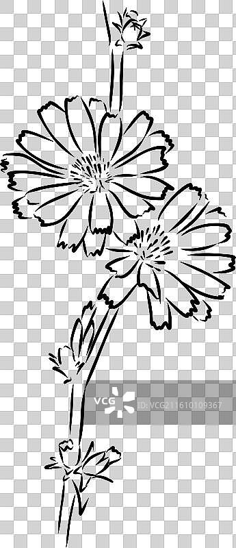 菊苣花手绘图图片素材