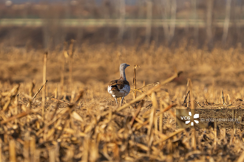 国家一级保护动物野生大鸨鸟图片素材
