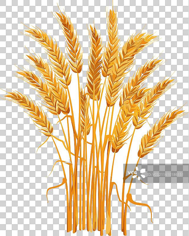 金黄的麦穗高高挺立图片素材