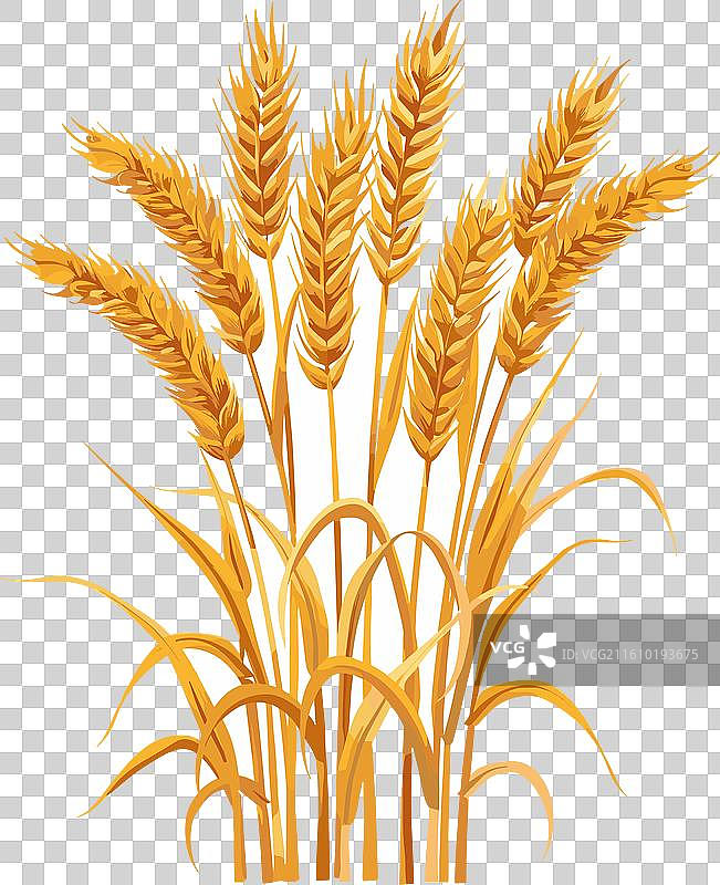 金黄的麦穗，农业图片素材