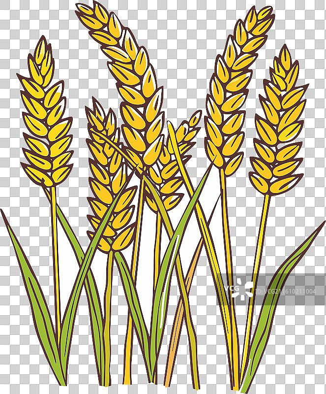 金黄的麦穗和绿叶，孤立在白色背景上图片素材