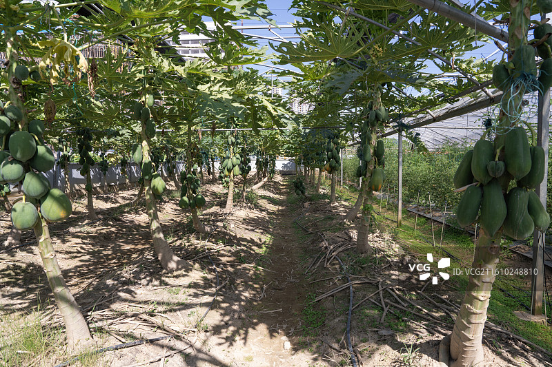 广西八桂田园里硕大个结成一串串的木瓜图片素材