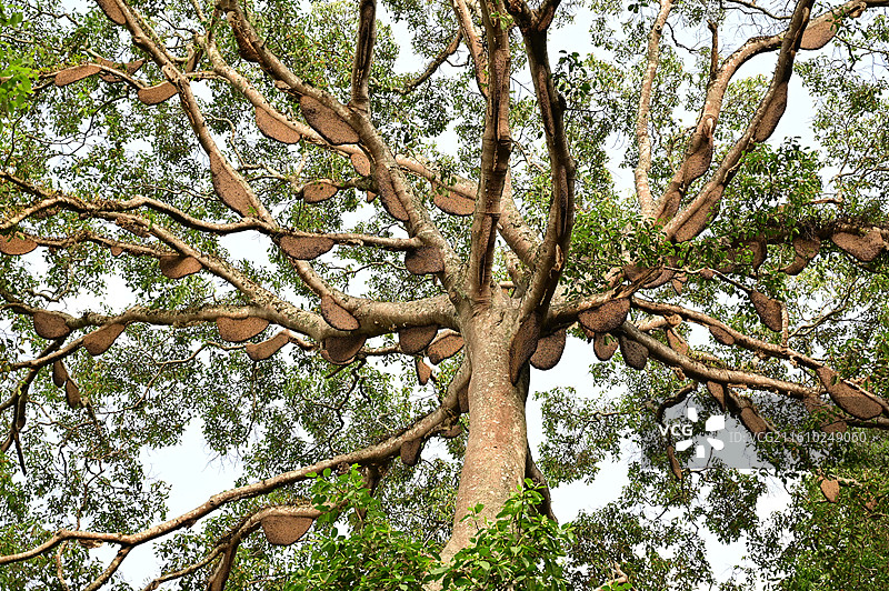 云南景迈山千年蜂王树图片素材