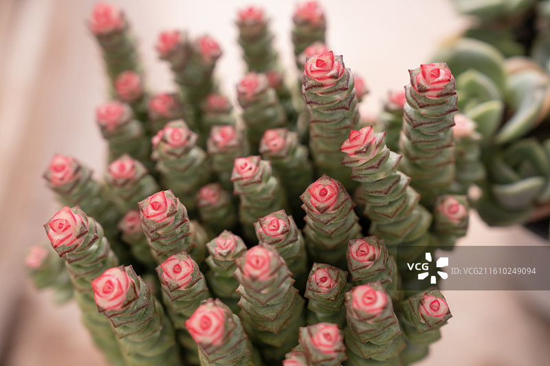 广西八桂田园里的多肉植物、彩叶芋（五彩芋）、油画婚礼吊兰（紫露兰）等植物图片素材