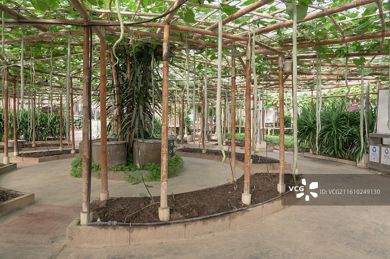 广西八桂田园里丰收的蛇瓜、8字葫芦、冬瓜等图片素材